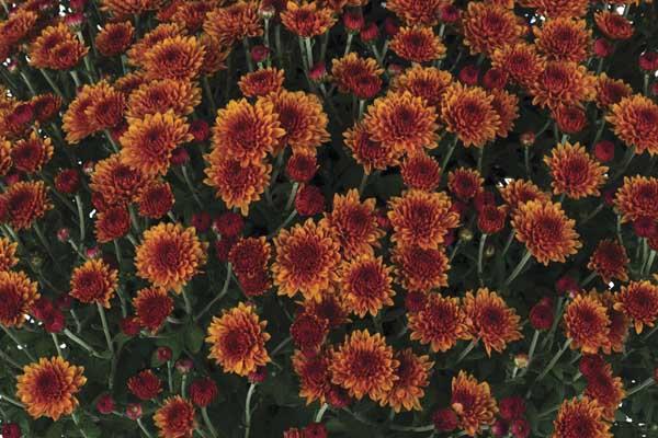 Fall Mum Miranda&trade; Orange 8"