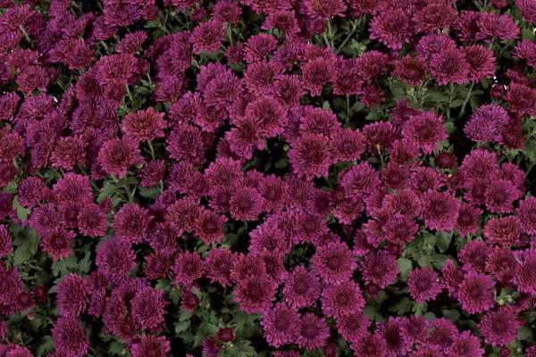 Fall Mum Cheryl&trade; Regal Purple 8"