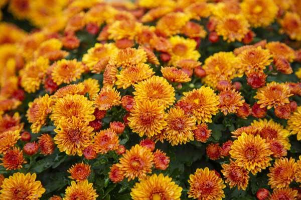 Fall Mum Cheryl&trade; Spicy Orange 12"