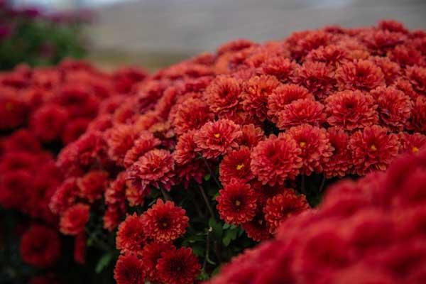 Fall Mum Tabitha&trade; Scarlet 12"