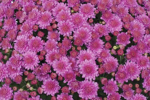 Fall Mum Ursula&trade; Lavender 8"