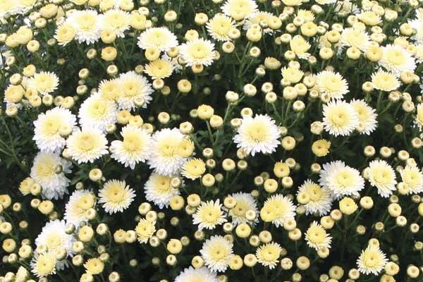 Fall Mum Cheryl&trade; Frosty White 8"