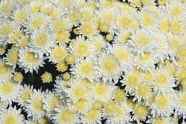 Fall Mum Mildred&trade; White 8"