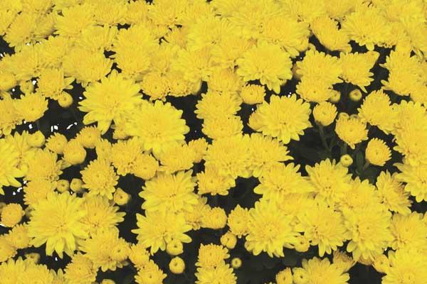 Fall Mum Wilma&trade; Yellow 8"