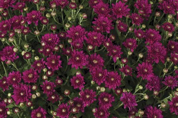 Fall Mum Wanda&trade; Purple 8"