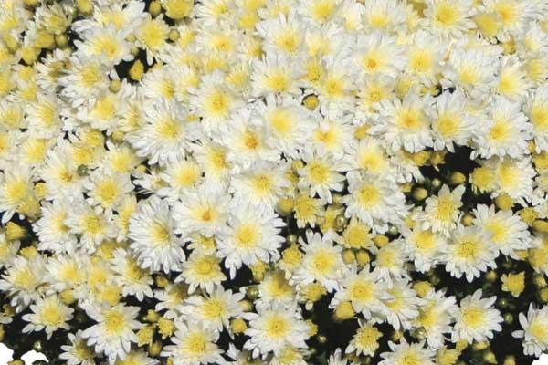 Fall Mum Bertha&trade; White 8"