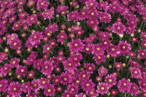 Fall Mum Chelsey&trade; Pink 8"