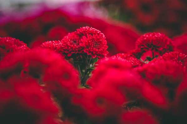 Fall Mum Wanda&trade; Red 8"