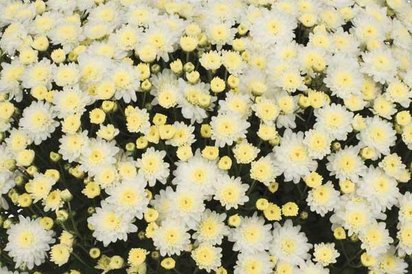 Fall Mum Chelsey&trade; White 8"