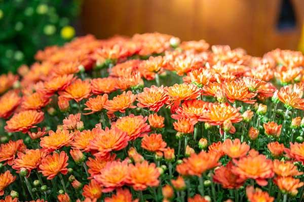 Fall Mum Jacqueline&trade; Orange Fusion 6"