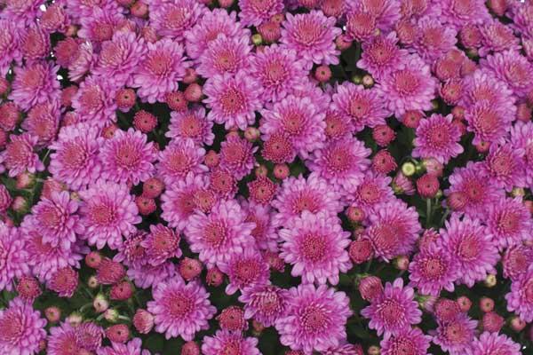 Fall Mum Ursula&trade; Lavender 6"