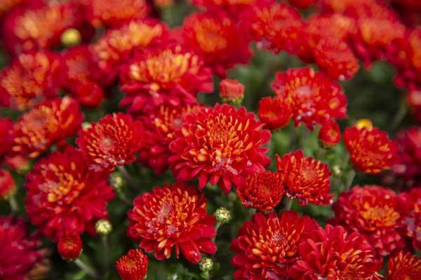 Fall Mum Hestia&trade; Hot Red 6"