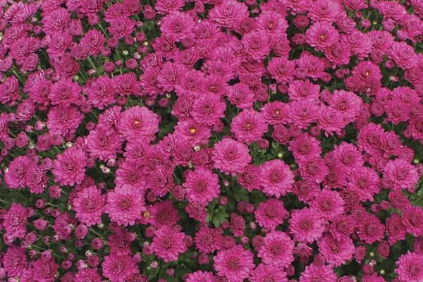 Fall Mum Danielle&trade; Purple 6"