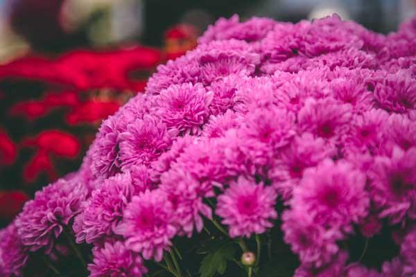 Fall Mum Wanda&trade; Lavender 6"
