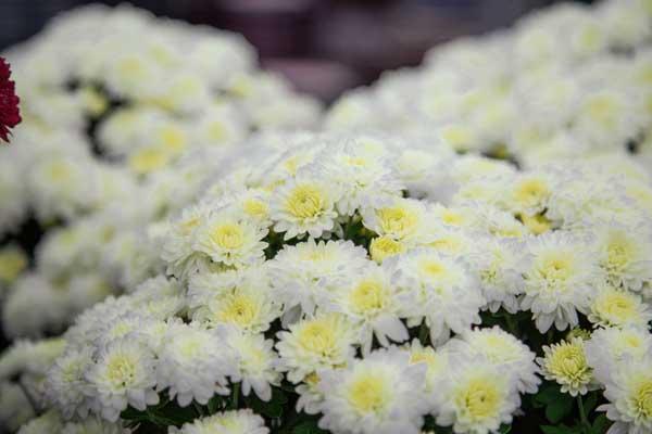 Fall Mum Wilma&trade; White 6"