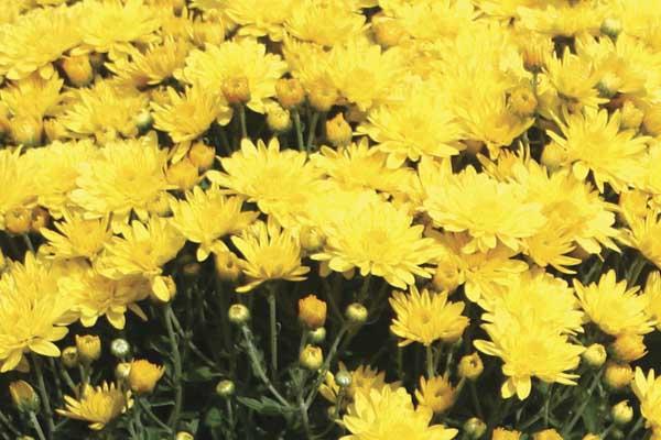 Fall Mum Yolanda&trade; Yellow 6"