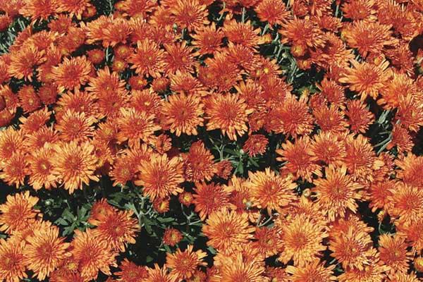 Fall Mum Makenna&trade; Orange 6"