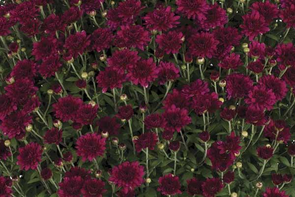 Fall Mum Patty&trade; Purple 8"