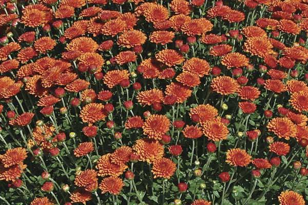 Fall Mum Hailey&trade; Orange 8"