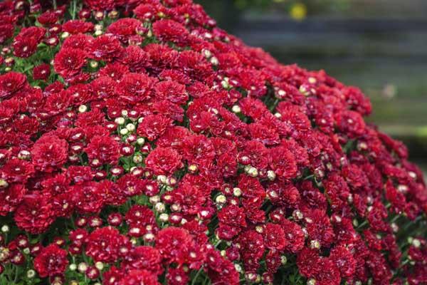 Fall Mum Christina&trade; Red 8"