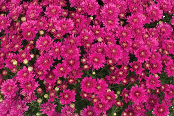 Fall Mum Nikki&trade; Dark Pink 8"