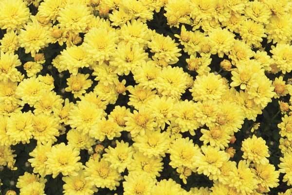 Fall Mum Nikki&trade; Yellow 8"