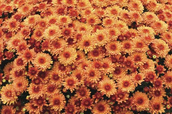 Fall Mum Beverly&trade; Orange 12"