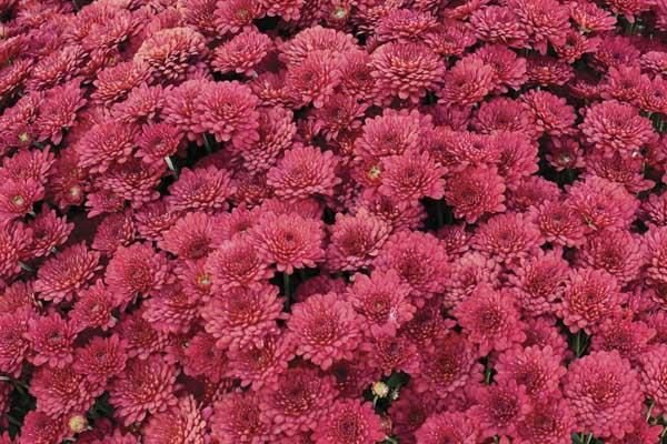 Fall Mum Ashley&trade; Red 6"