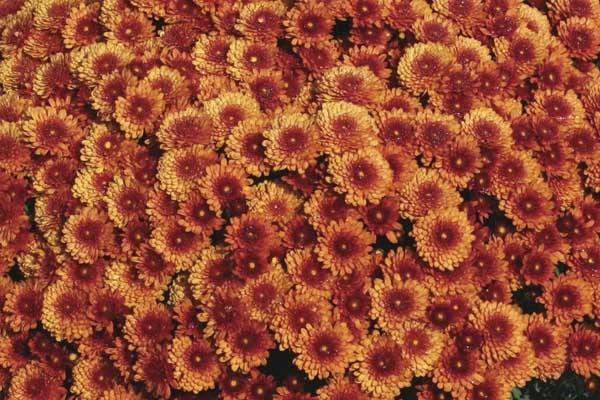 Fall Mum Beverly&trade; Bronze 6"