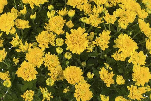 Fall Mum Tanya&trade; Yellow 8"