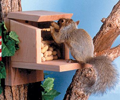 Squirrel Munch Box