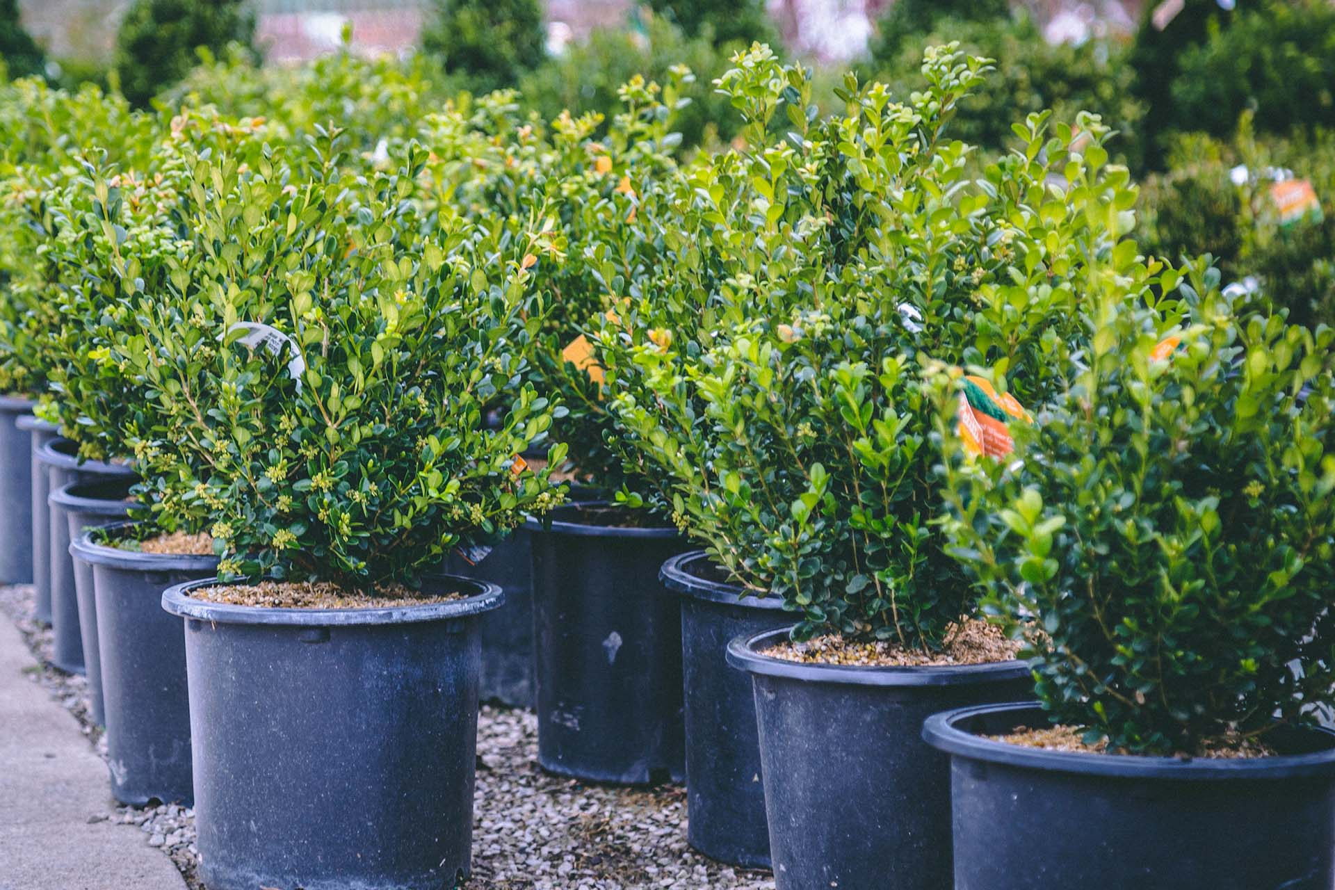 Boxwoods