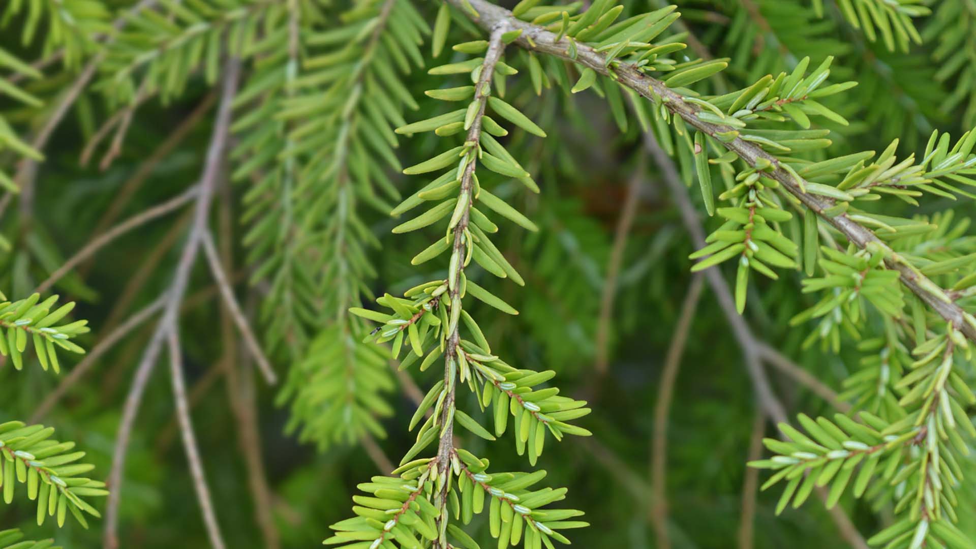 Hemlocks