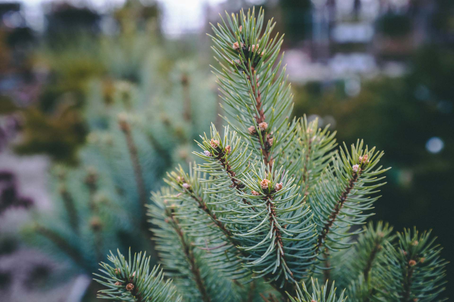 Bonny Blue Blue Spruce (Picea pungens 'Bonny Blue') in Edmonton Ft Fort  McMurray Saskatchewan St Albert Alberta AB at Arrowhead Nurseries Ltd.