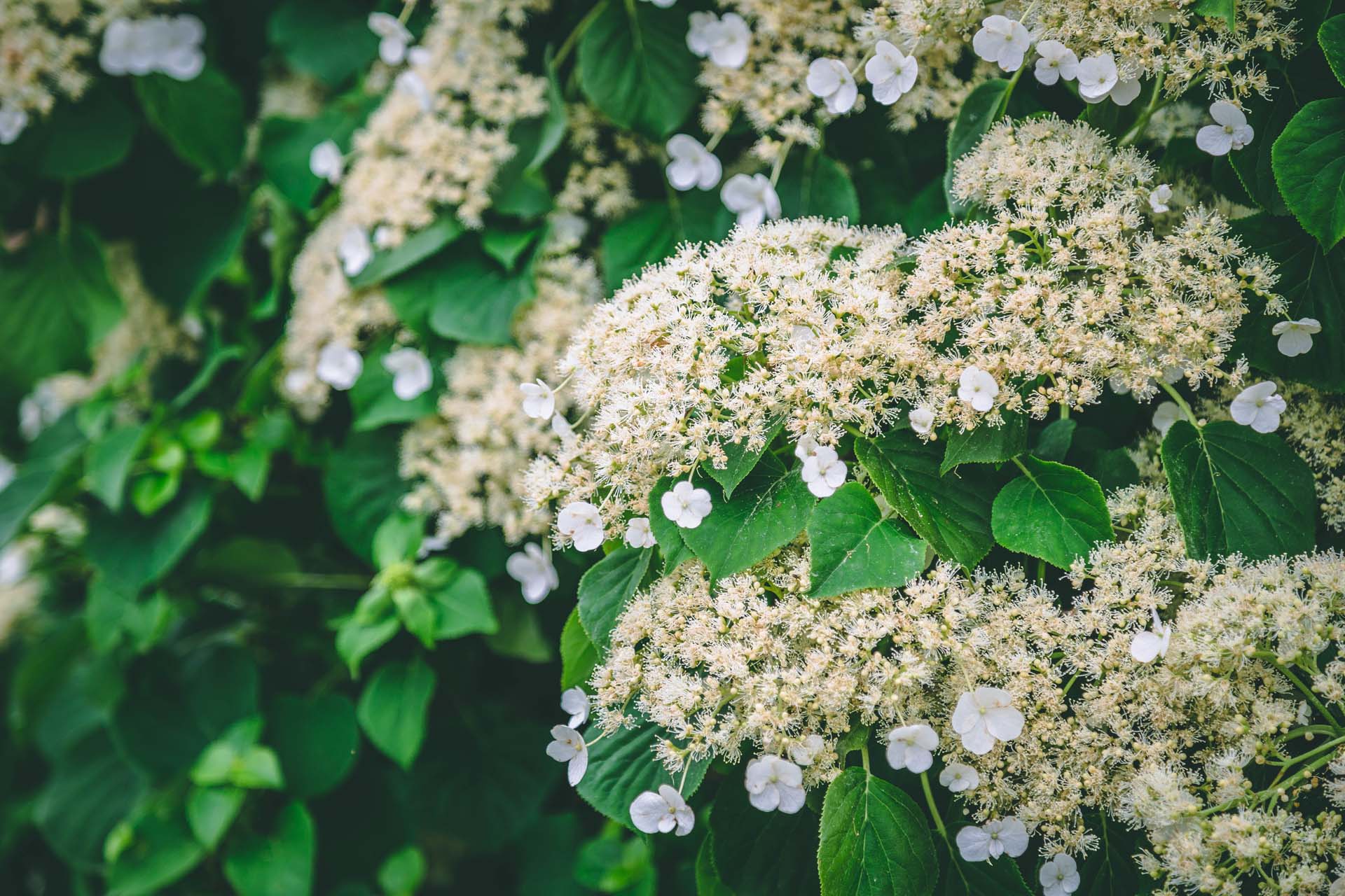 Climbing Hydrangeas