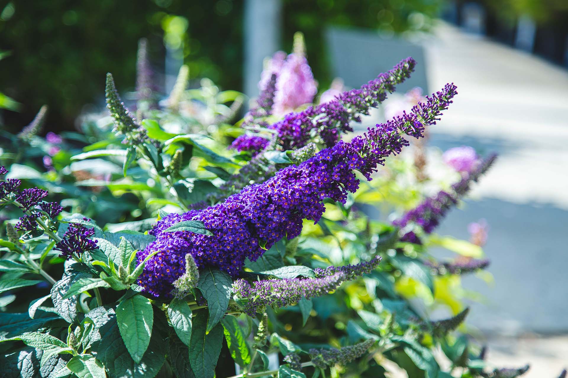 Butterfly Bushes