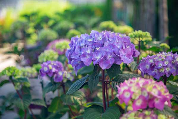 Mophead Hydrangea BloomStruck&reg; 3 Gallon