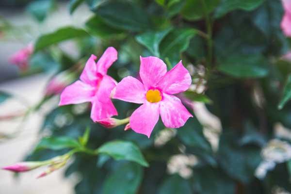 Mandevilla Pink & White Combo 10"