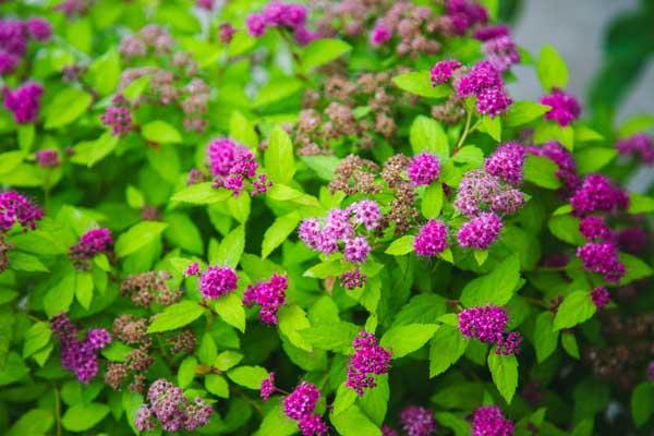 Spirea Magic Carpet&reg; 3 Gallon