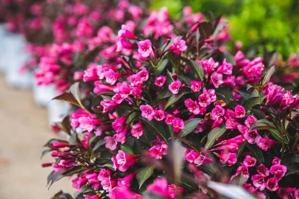 Weigela Wine & Roses&reg; 3 Gallon