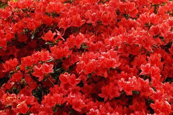 Evergreen Azalea 'Girard's Hot Shot' 3 Gallon