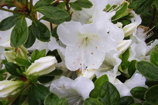 Evergreen Azalea 'Girard's Pleasant White' 3 Gallon