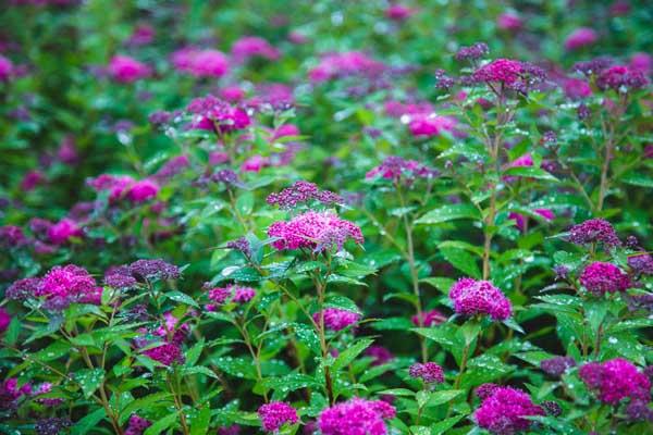 Spirea Double Play&reg; Artisan 3 Gallon