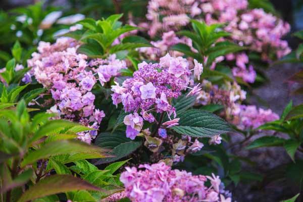 Mountain Hydrangea Tuff Stuff&trade; 3 Gallon