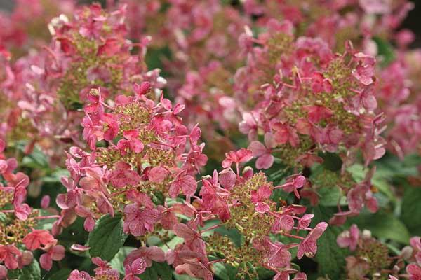 Departments - Panicle Hydrangea Little Quick Fire® 3 Gallon