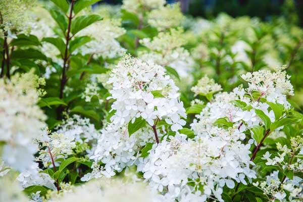 Panicle Hydrangea Tree 'Phantom' 7 Gallon