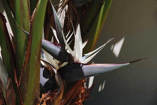 Bird of Paradise 'White' 10"