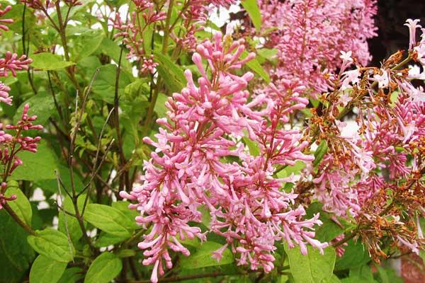 Lilac 'Miss Canada' 3 Gallon