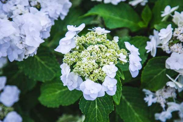 Mophead Hydrangea Double Delights&trade; 'Wedding Gown' 3 Gallon