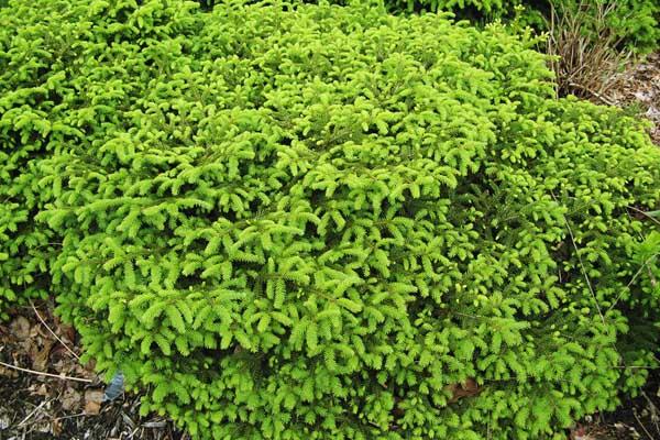 Bird's Nest Spruce 3 Gallon